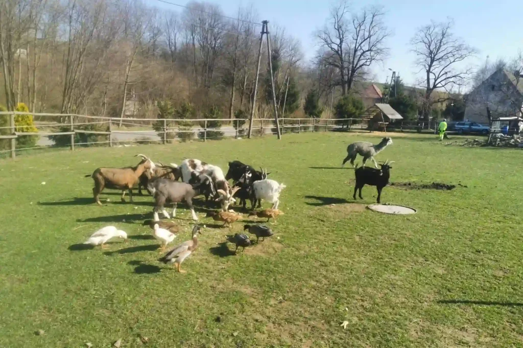 Zagroda zwierząt w Zajeździe u George'a
